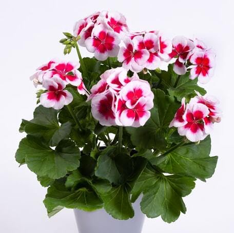 White Pink Geranium Flower - Heirloom, Non - Gmo Seeds