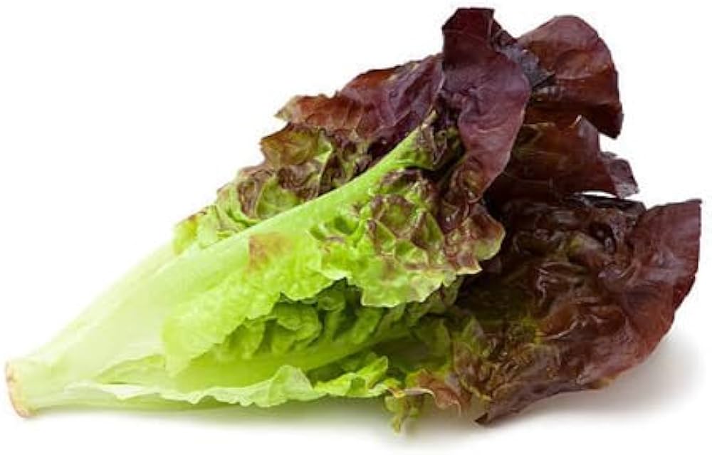 Ruby Red Lettuce Seeds pcs Colorful & Tasty