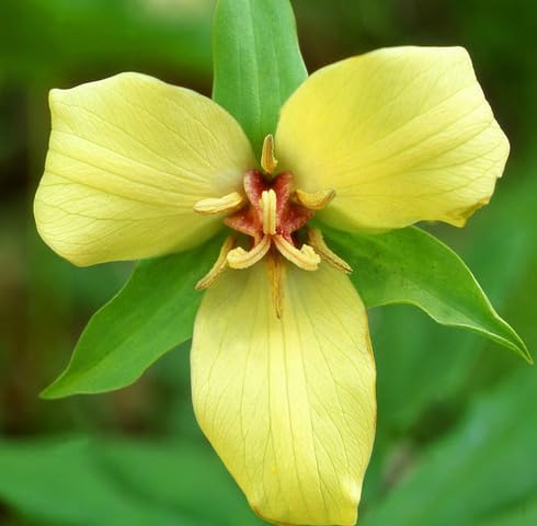 Yellow Trillium Flower - Heirloom, Non - Gmo Seeds