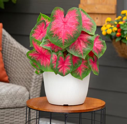 Green Pink Caladium - Heirloom, Non - Gmo Seeds