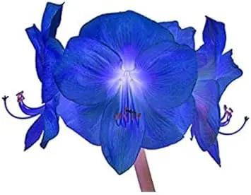 Blue Hippeastrum Flower Seeds for Planting – NON GMO Seeds Dhara Seeds