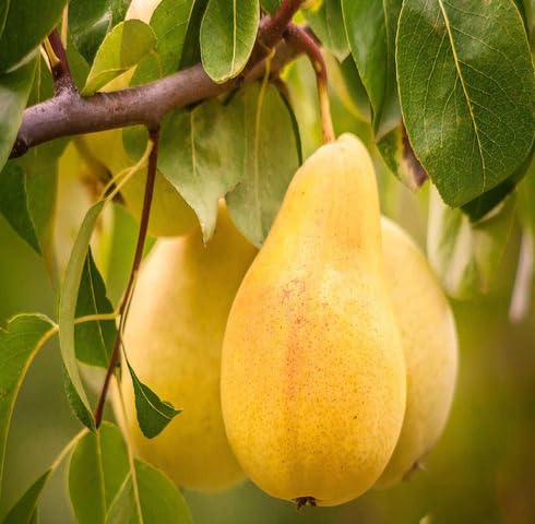 Yellow Pear Fruit - Heirloom, Non - Gmo Seeds