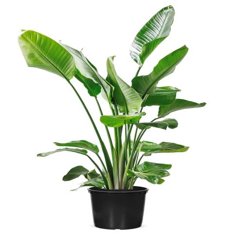 Green Strelitzia - Heirloom, Non - Gmo Seeds