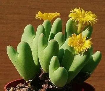Conophytum Bilobum Cactus Seeds for Planting - NON GMO Seeds Dhara Seeds