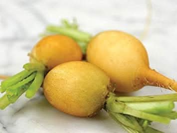 Radish Zlata Seeds for Planting