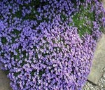 Aubrieta Cascade Flower Seeds for Planting – NON GMO Seeds Dhara Seeds