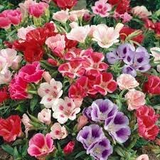 Godetia Flower Seeds for Planting 100