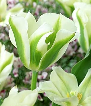 Green Tulip Flower Seeds for Planting – Heirloom, Non-GMO, Vibrant Garden Blooms for planting in your garden.