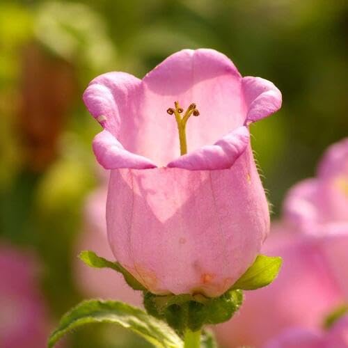 Pink Campanula Flower - Heirloom, Non - Gmo Seeds