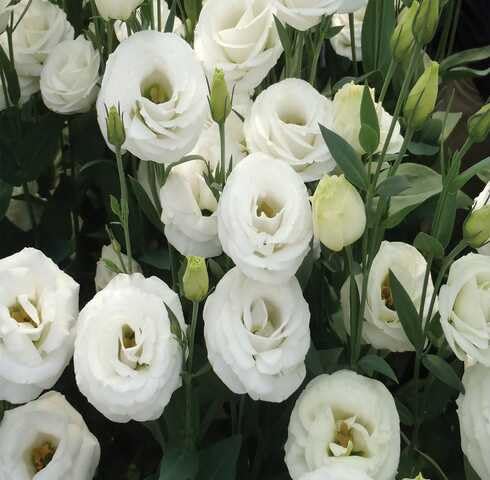White Eustoma Flower - Heirloom, Non - Gmo Seeds