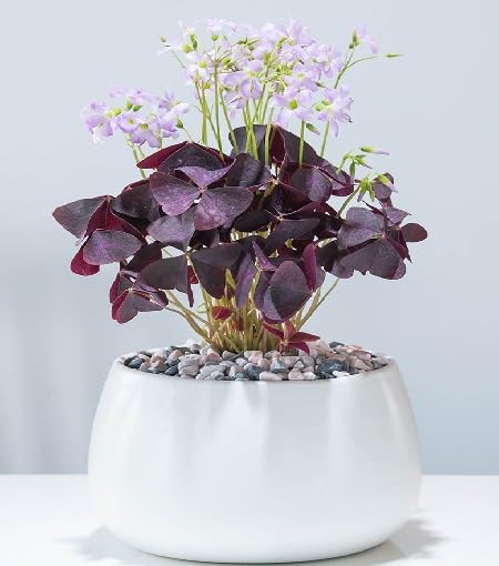 Purple Shamrock