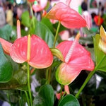 Heirloom Non-GMO Pink Anthurium Flower Seeds for Hydroponic Planting – Exotic Tropical Blooms for planting in your garden.