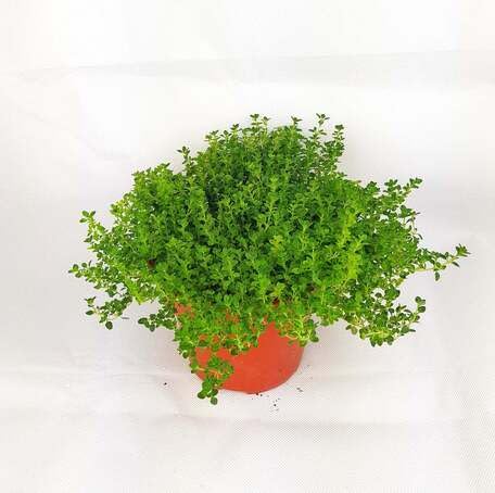 Green Thyme - Heirloom, Non - Gmo Seeds