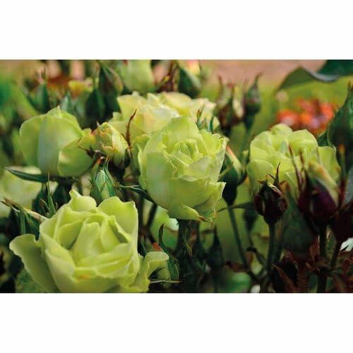 Rose Flower Green - Heirloom, Non - Gmo Seeds