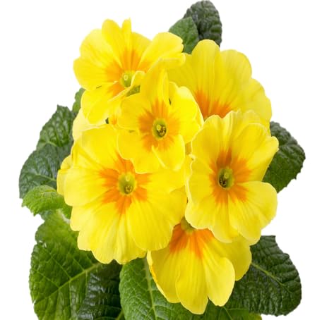 Yellow Primrose Flower