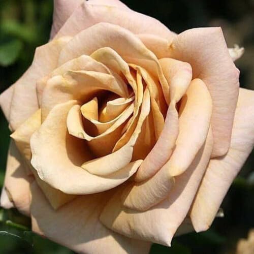 Rose Flower Brown