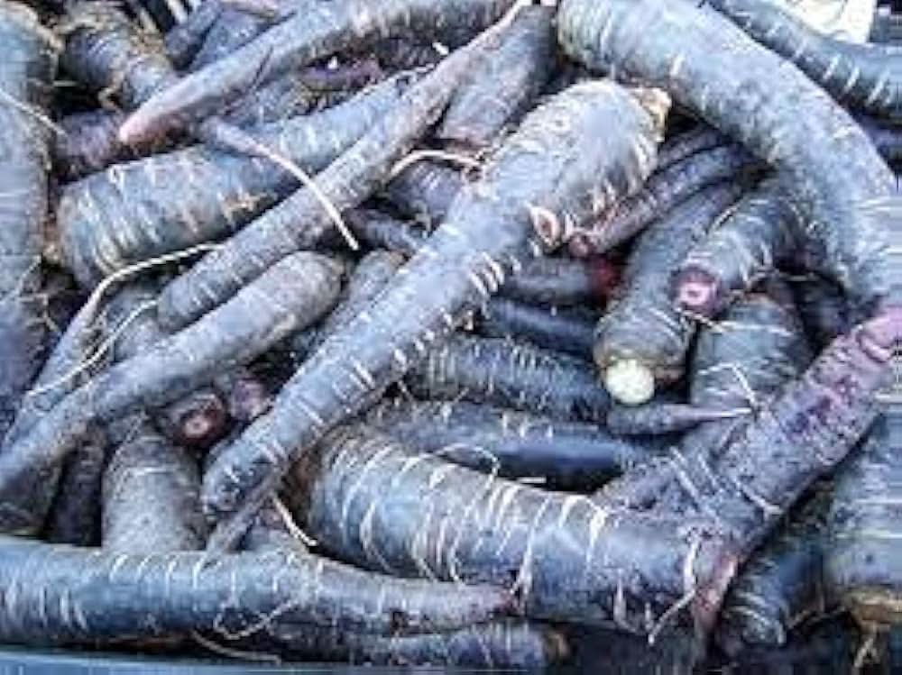 Carrot Blue Vegetable Plant Seeds