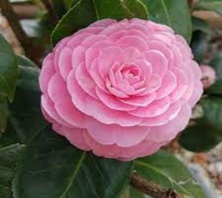 Camellia Flower - Heirloom, Non - Gmo Seeds