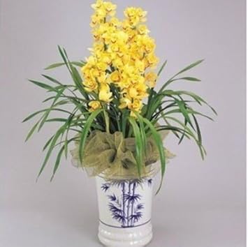 Yellow Orchid Formaldehyde Flower - Heirloom, Non - Gmo Seeds