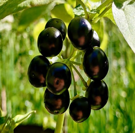 Black Huckleberry Fruit - Heirloom, Non - Gmo Seeds