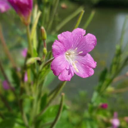Pink Epilobium Parviflorum Flower - Heirloom, Non - Gmo Seeds