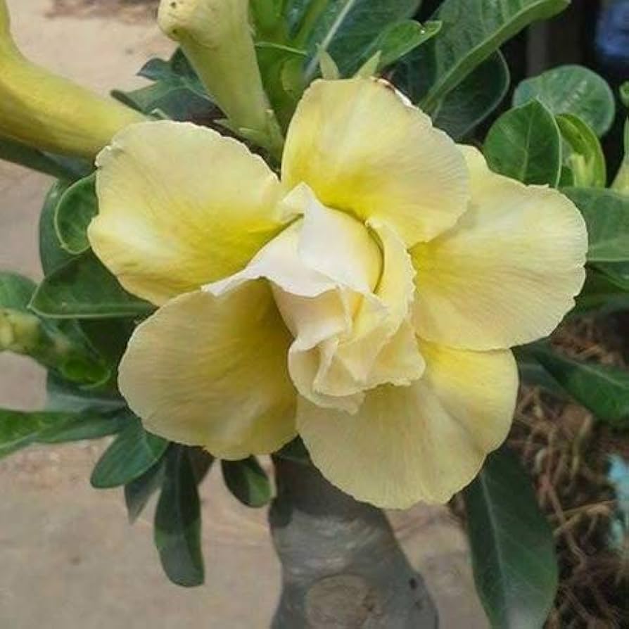Adenium Fragrant Adenium Obsum Desert Rose Triple Jaune Fragrant Regen pcs – Dharaseeds