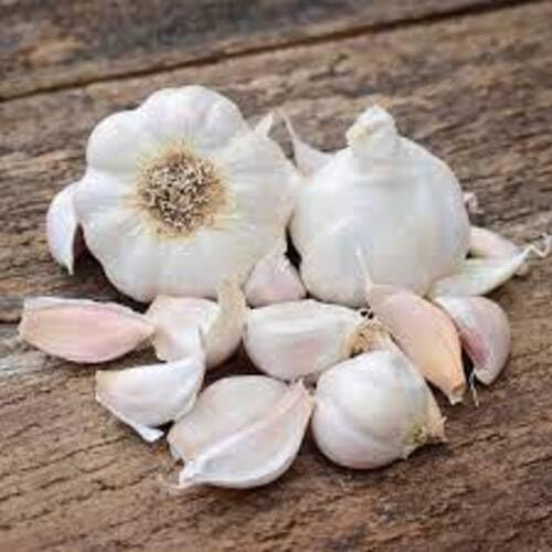 Garlic