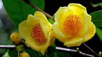 Camellia Flower Seeds for Garden Planting - NOM GMO Seeds Dhara Seeds