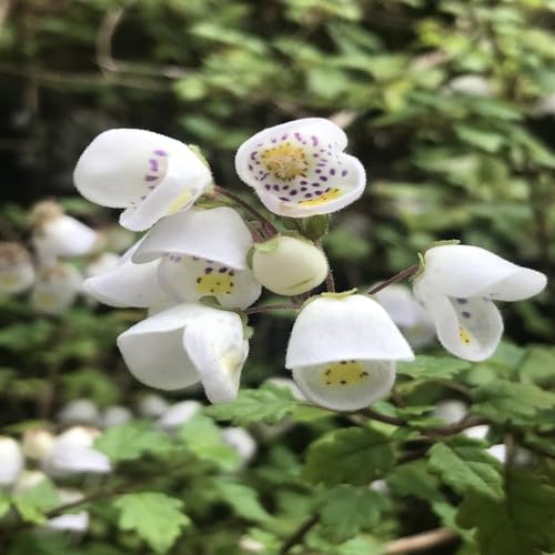 White Jovellana Flower - Heirloom, Non - Gmo Seeds