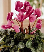 Pink Cyclamen Flower Seeds for Planting - 100 seeds for planting in home garden