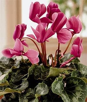 Pink Cyclamen Flower Seeds for Planting - 100 seeds for planting in home garden