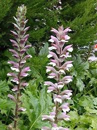 ACANTHUS MOLLIS Acanthus mollis Flower Seeds for Planting in Flower Bed