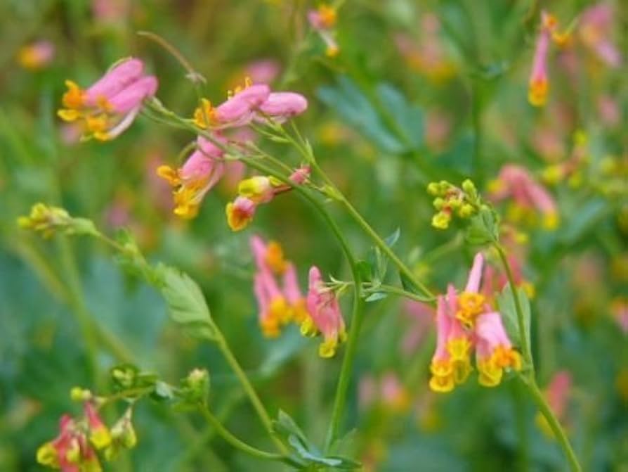 Corydalis sempervirens Seeds Pale Corydalis Biennial Flowers Seeds