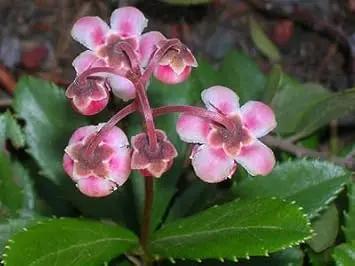 Red Chimaphila Flower Planting Seeds for Garden NON GMO Seeds Dhara Seeds