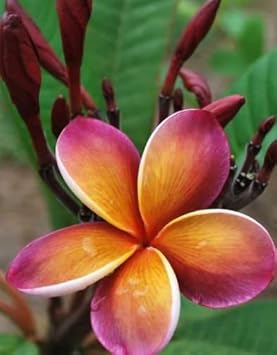 Purple Yellow Frangipani Flower Seeds – Heirloom Non-GMO Plumeria Seeds for Fragrant Gardens seeds for planting in home garden