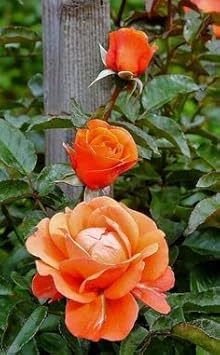 Rose Flower Orange - Heirloom, Non - Gmo Seeds
