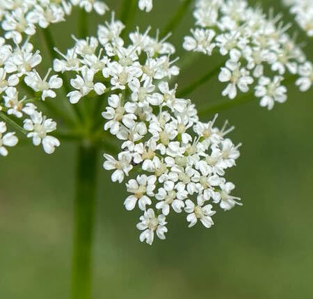 White Aegopodium Flower