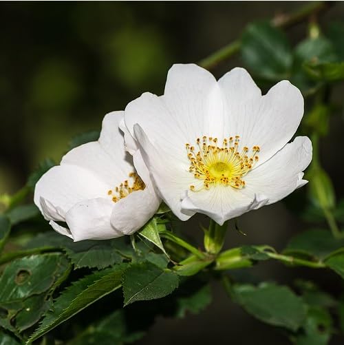 White Rosa Canina Flower - Heirloom, Non - Gmo Seeds