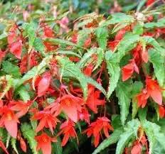 Boliviensis Flower Seeds for Planting - NON GMO Seeds Dhara Seeds