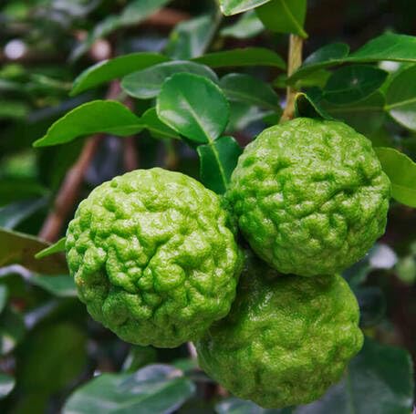 Green Kaffir Lime Fruit - Heirloom, Non - Gmo Seeds