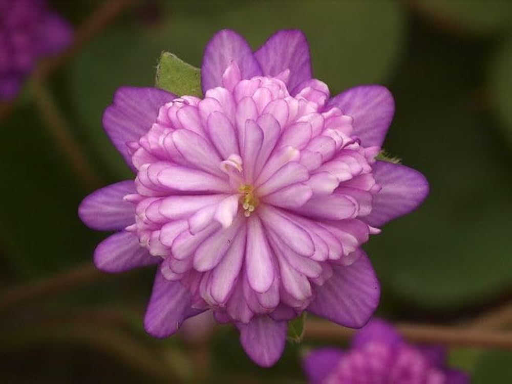 Crepis pink flowers for garden