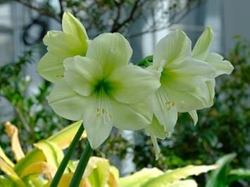 Green Hippeastrum Rutilum Flower Seeds – Heirloom Non-GMO Amaryllis Blooms for Exotic Gardens