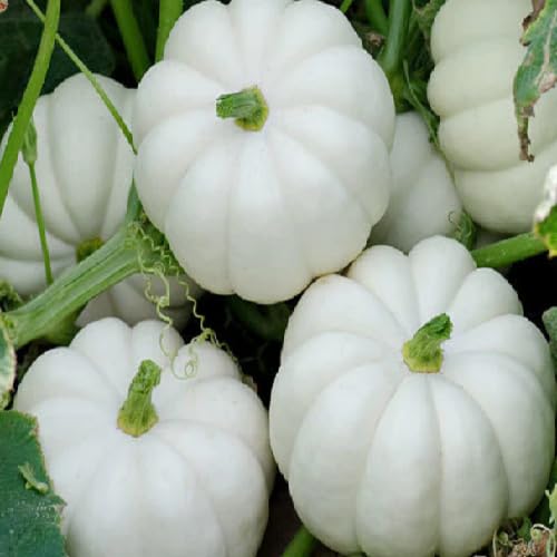 White Pumpkin - Heirloom, Non - Gmo Seeds
