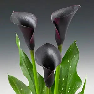 Dark Gray Giant Lily Calla Lily Seeds ( , Rare)