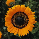 Orange Prince Venidium seeds for bold flowers