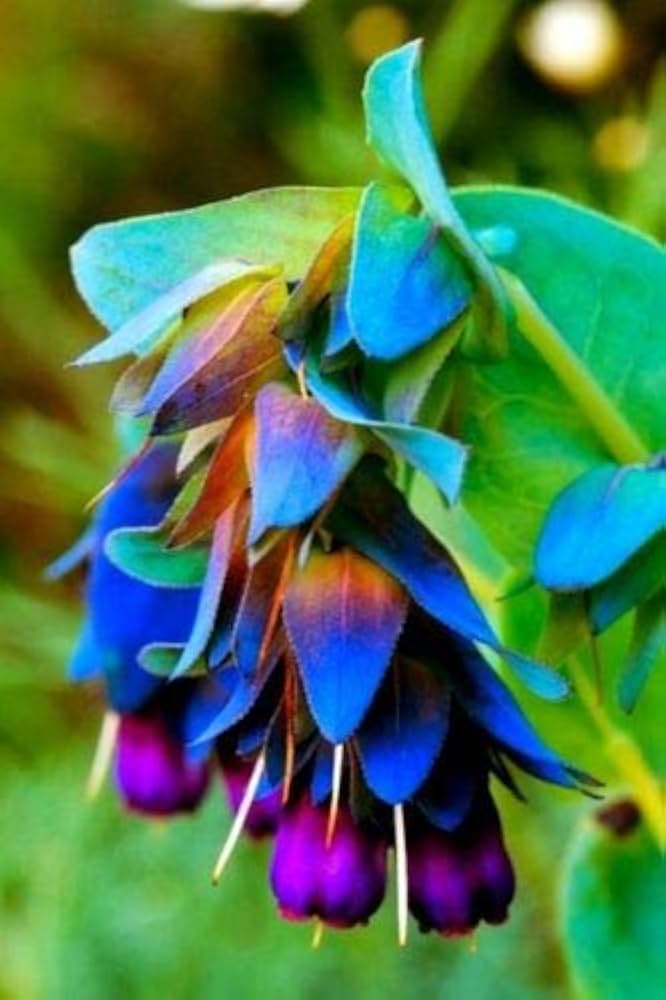Cerinthe major minor flower seeds for garden planting