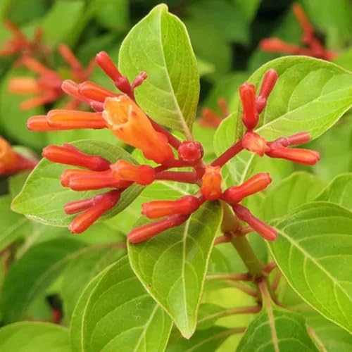 Red Hamelia Flower