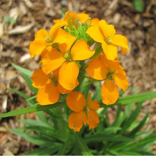 Orange Cheiranthus Allionii Flower - Heirloom, Non - Gmo Seeds