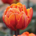 Orange Double Tulip Flower Seeds for Planting – Heirloom, Non-GMO Garden Seeds - Double for planting in home garden