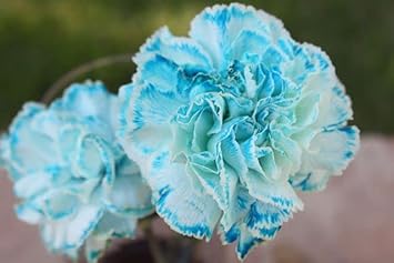 Sky Blue Carnation Flower Seeds - 100 pcs